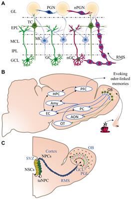 Olfactory neurogenesis and its role in fear memory modulation